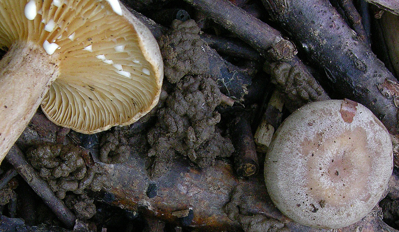 2.Lactarius sp.